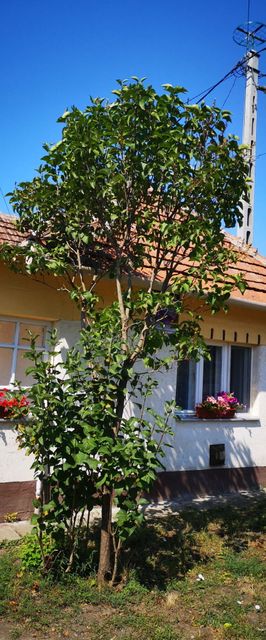 Búzavirág Vendégház Poroszló