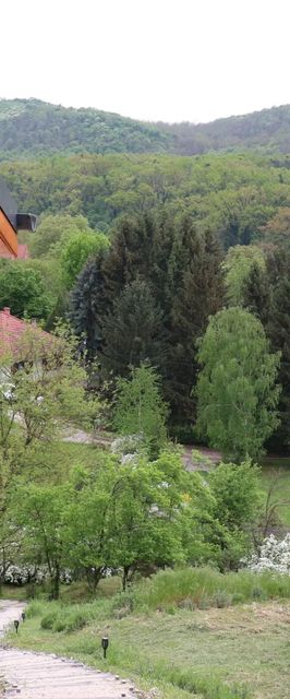 Szajkó Fakuckó*** Tamási