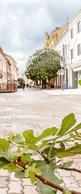 Király 40 Apartman Pécs