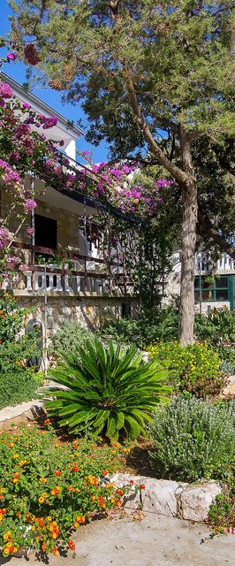 House Sea rose Zastrazisce