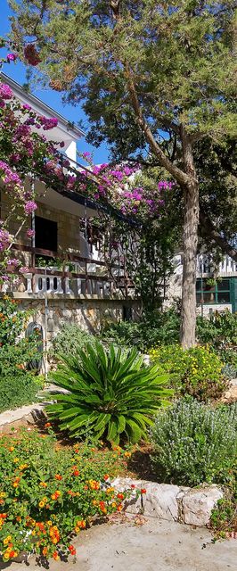 House Sea rose Zastrazisce