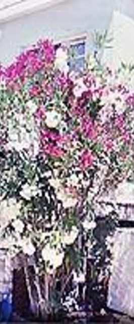 Apartmani Hotic Barbat