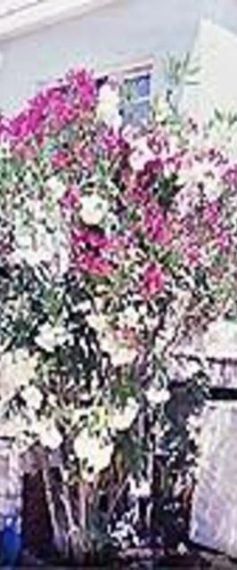 Apartmani Hotic Barbat