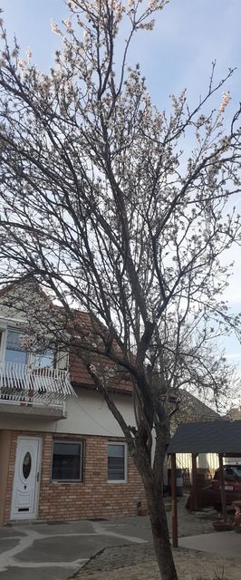 Mandulafa Apartman Balatonalmádi