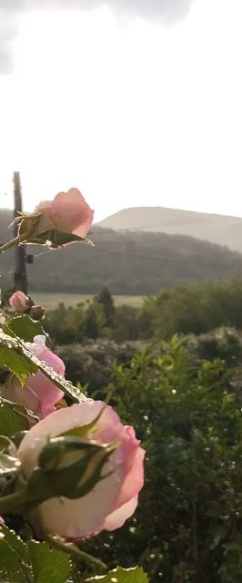 Csobánka Vendégház Csobánka