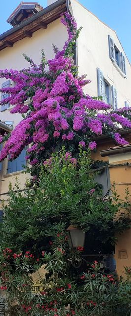 Apartment Eufemia Old Town Rovinj