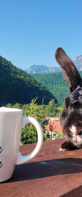 Casa de oaspeți Doi Iepuri Azuga