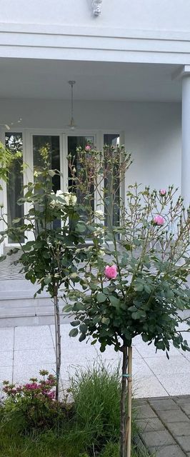 Villa Rosa Centre Balatonfüred