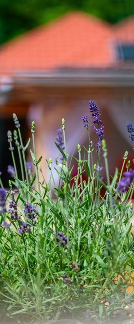 Vagabond Vendégház Valkonya