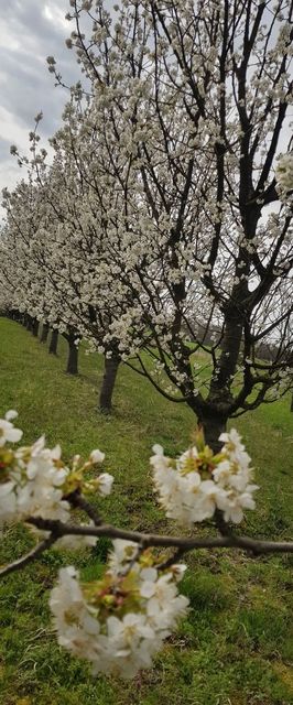 Cseresznyésház-Csendesház Szenna