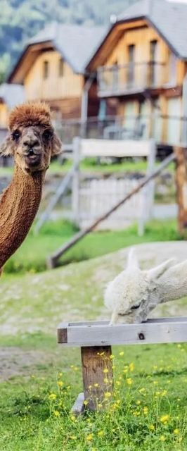 Alpenchalet Alpakablick Sankt Georgen am Kreischberg