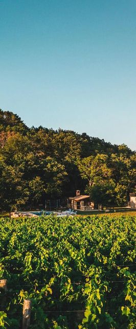 Vendégház Buje - Buie - CLS094