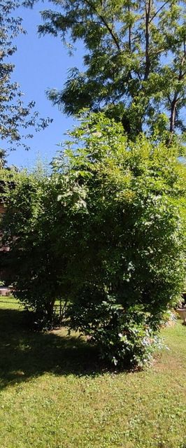 Barangoló Vendégház Csobánka