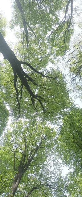 Căsuța Bunicilor Volovăț