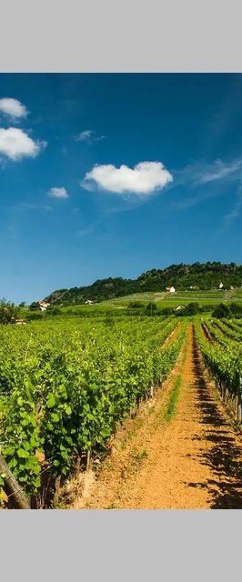 Kolonics Kúria Vendégház Somlóvásárhely