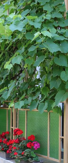 Hajnalka Apartmanház Gyula