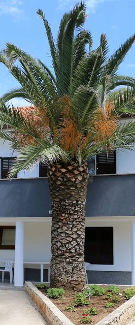 Apartment Ivana with jacuzzi Vir