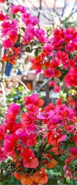 Apartment JULIA Veli Losinj