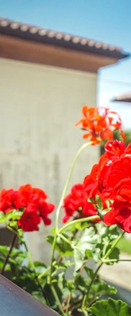 Apartment SANDRA Zambratija