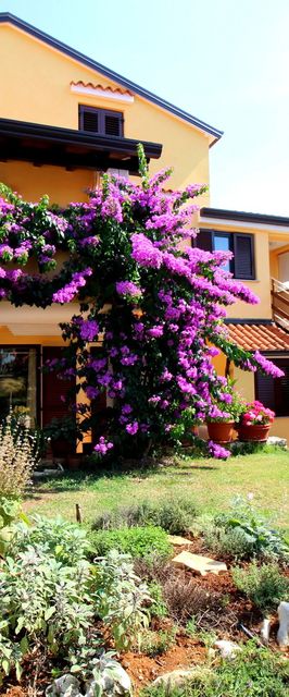 Apartments Tancel Porec