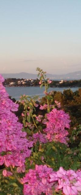 Apartmanok A Tenger Mellett Necujam Solta - 21776 Nečujam