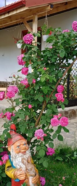 Casa de oaspeți Tiny Mara Râmnicu Vâlcea