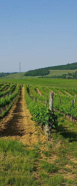 Amrein Vendégház Mecseknádasd