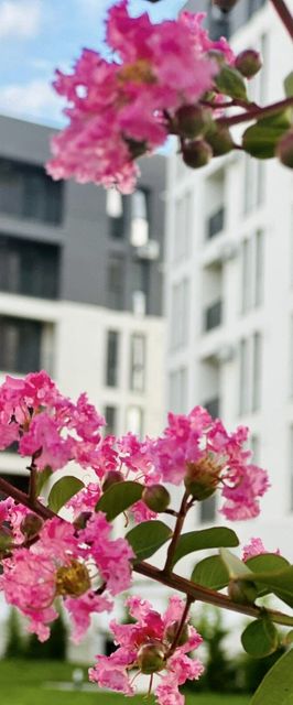 Modern Apartment in Timișoara