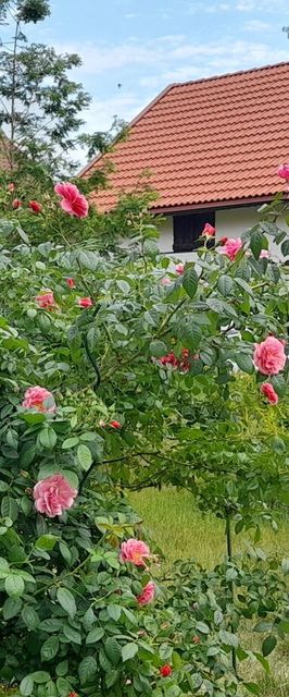 Apartament Ostoja Kamionki