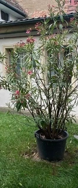 Urban Oasis Guesthouse Târgu Mureș