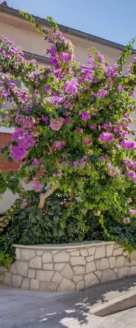 Apartmanok Parkolóhellyel Mali Losinj, Losinj - 23418 Mali Lošinj