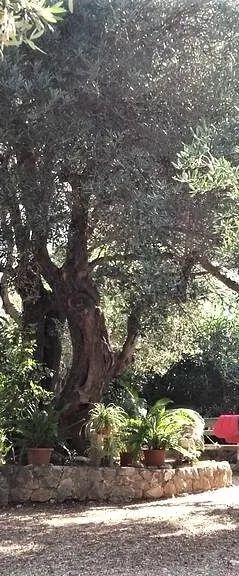 Apartment Dane Makarska