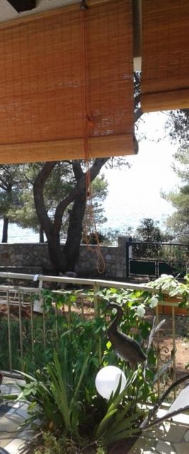 House More Maslinica II