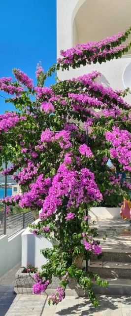 Apartment Lilac Arbanija