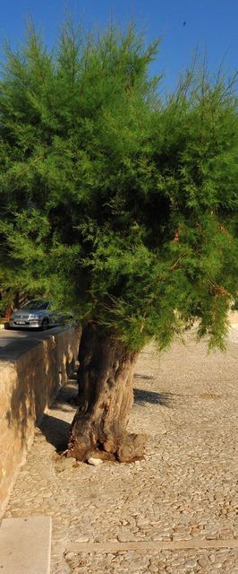 Apartments Piv Sutivan