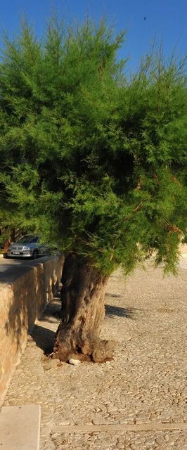 Apartments Piv Sutivan