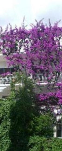 Apartments Josip II Baska Voda