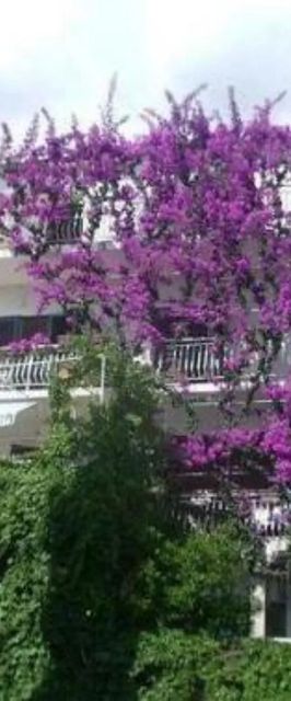 Apartments Josip II Baska Voda