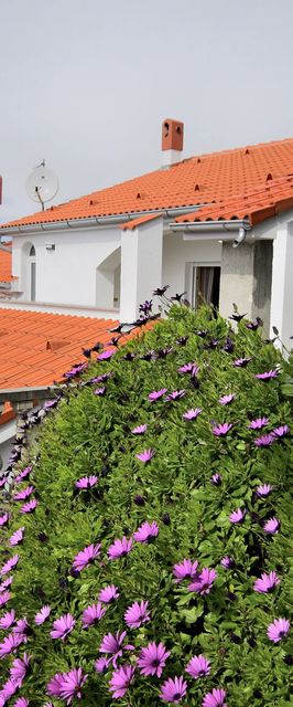 Apartment Vidas Palit