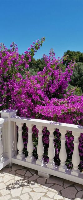 Apartment Vanja Mali Losinj