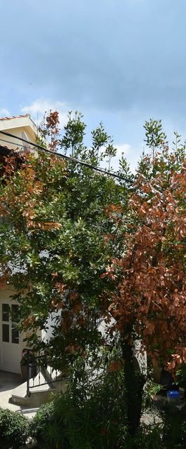 Apartment Neven Čižići