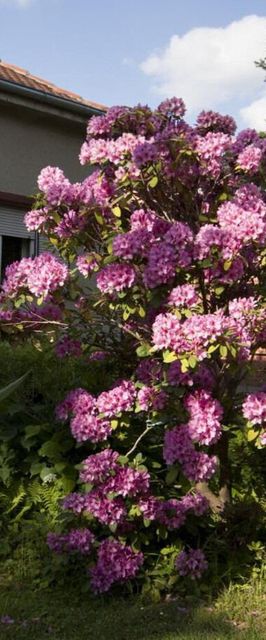 Rooms Branka Križevci