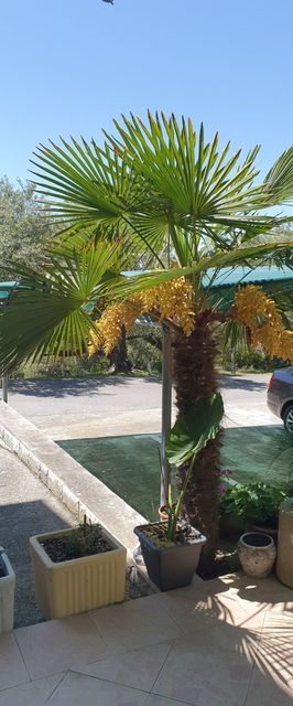 Apartments and Room Anica & Marko Supetarska Draga