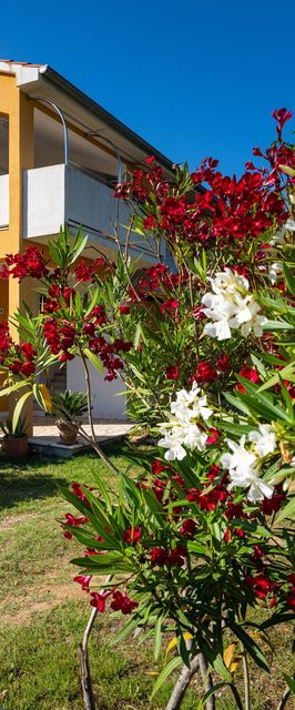 Apartments Agava Seline