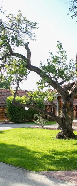 Vadvirág  Apartman 2 Gyula 