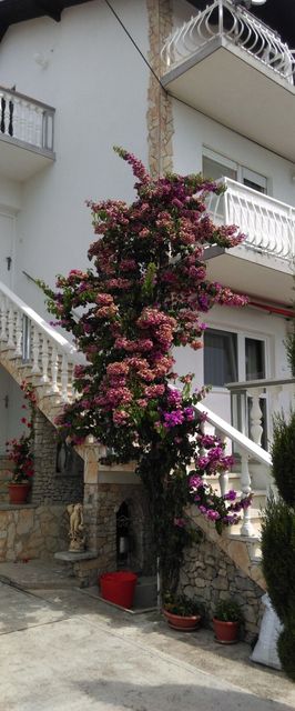 Apartman Mona Brodarica