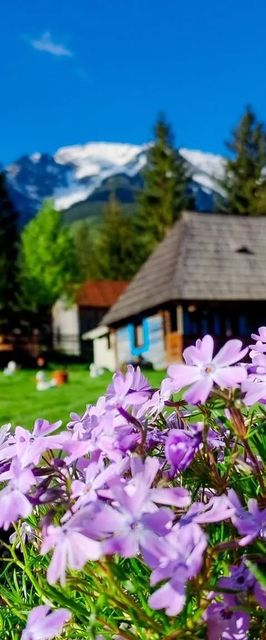 Căsuța Floarea Reginei Borșa