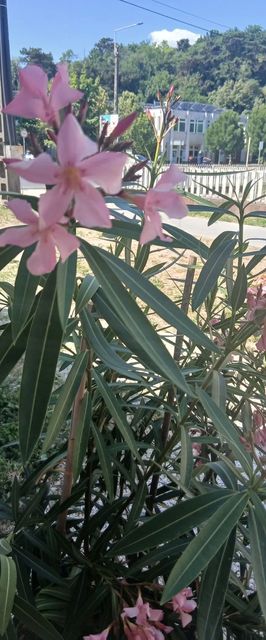 Hűvös Apartman Balatonboglár