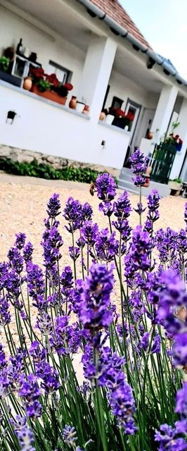 Gera Apartman Velence