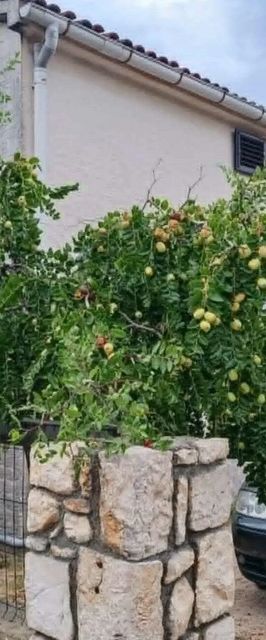 Apartmanok Parkolóhellyel Mandre, Pag - 24574 Mandre